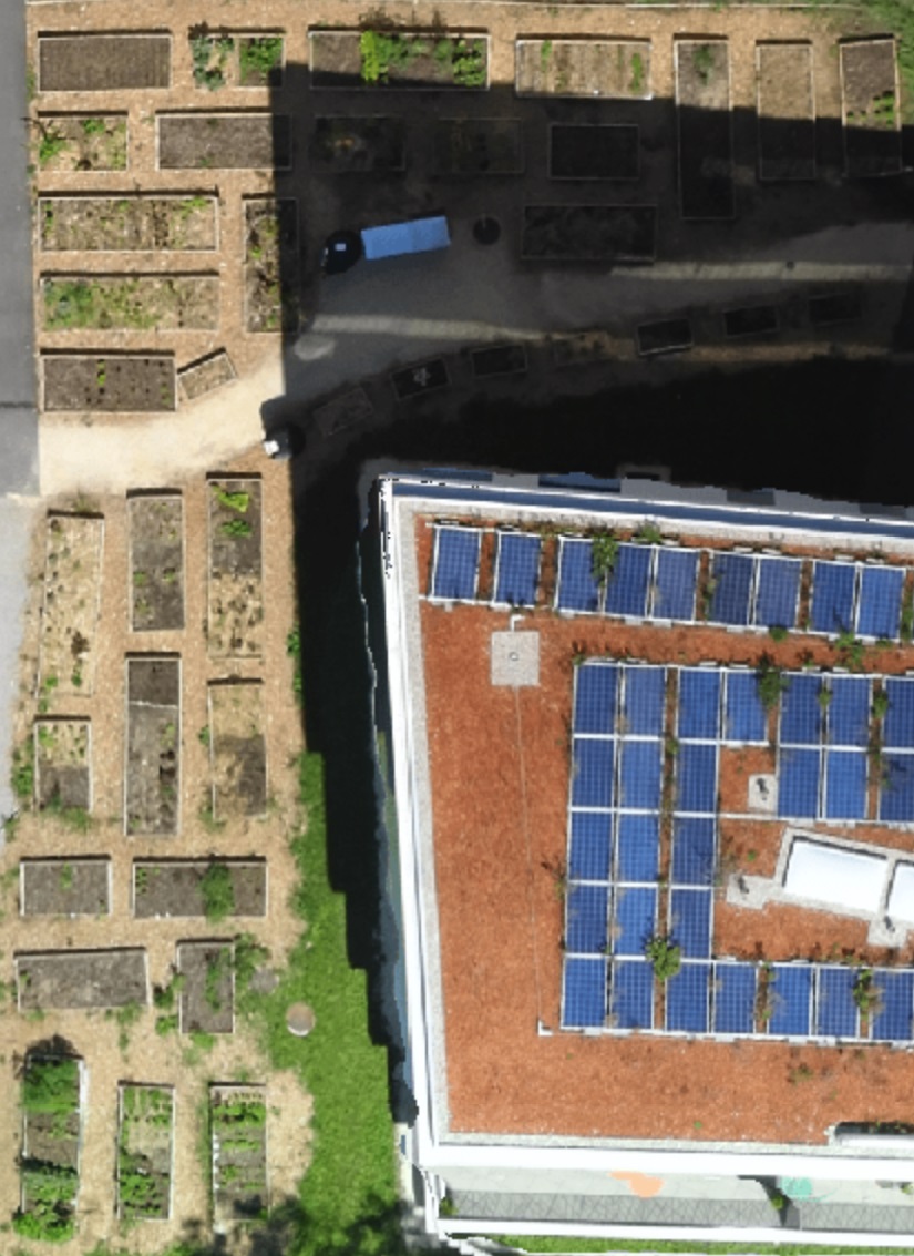 Potager Pioche qui rit